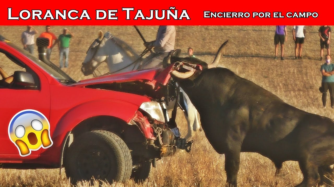 Loranca de Tajuña!!Encierro por el campo🧐👌