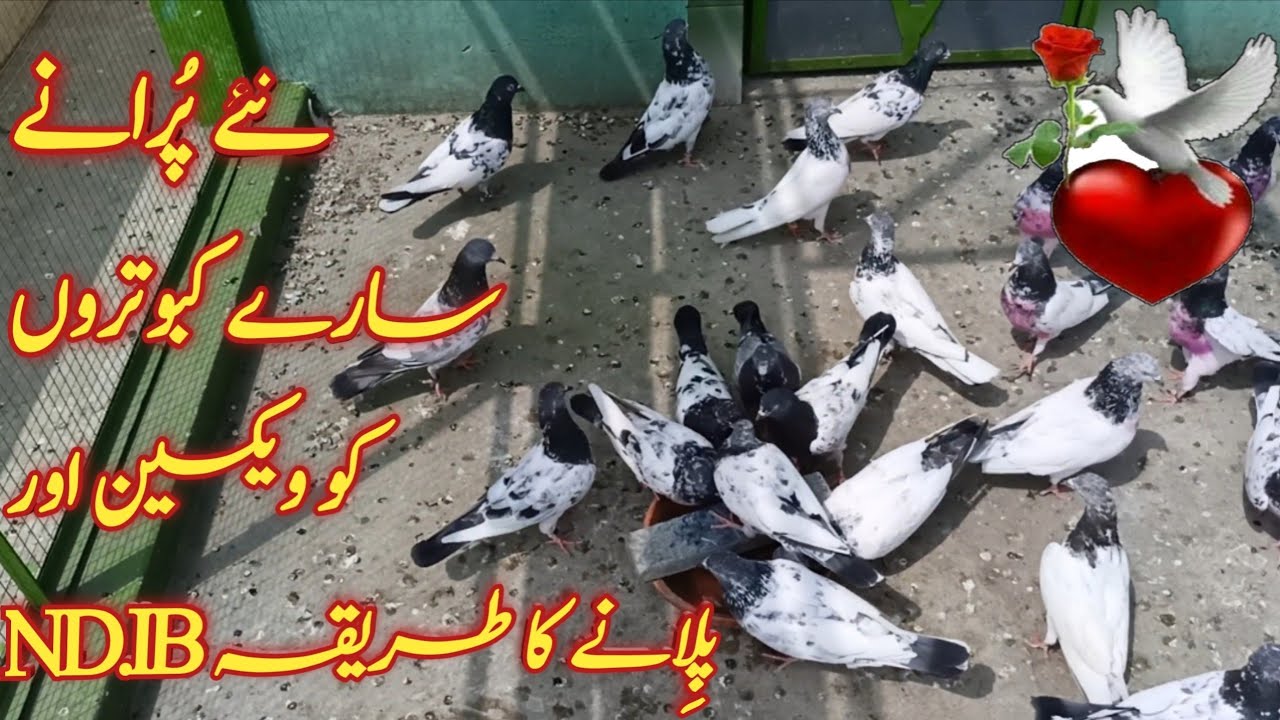 How to vaccinate pigeons with lasota or ND۔IB | kabootar ko vaccination kaise ki jaie