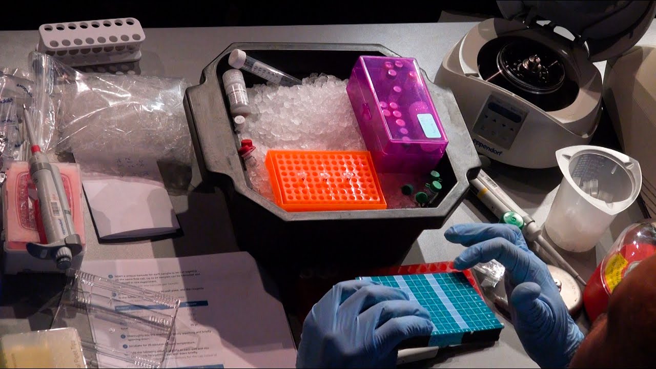Educator's Guide to Nanopore—Microbial Isolates: Library prep – DNA end repair and barcoding