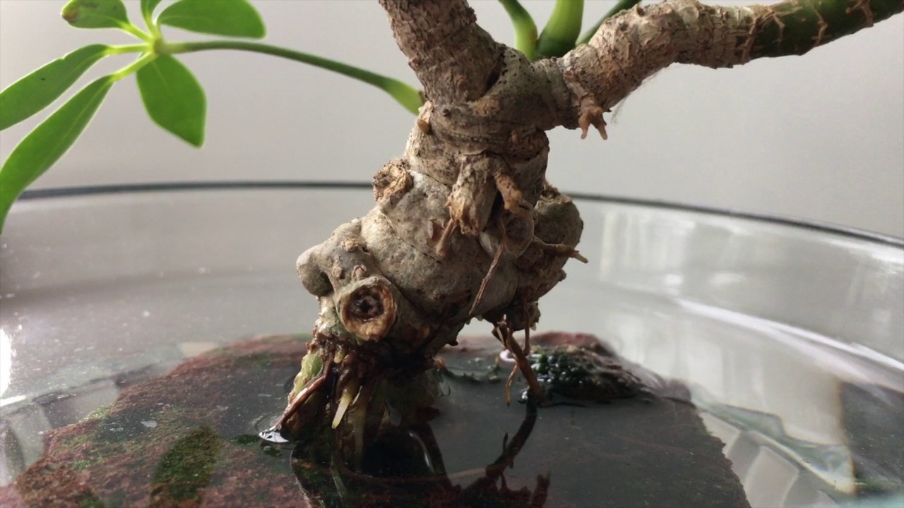 GROW AERIAL ROOTS IN DWARF SCHEFFLERA - pt. 1