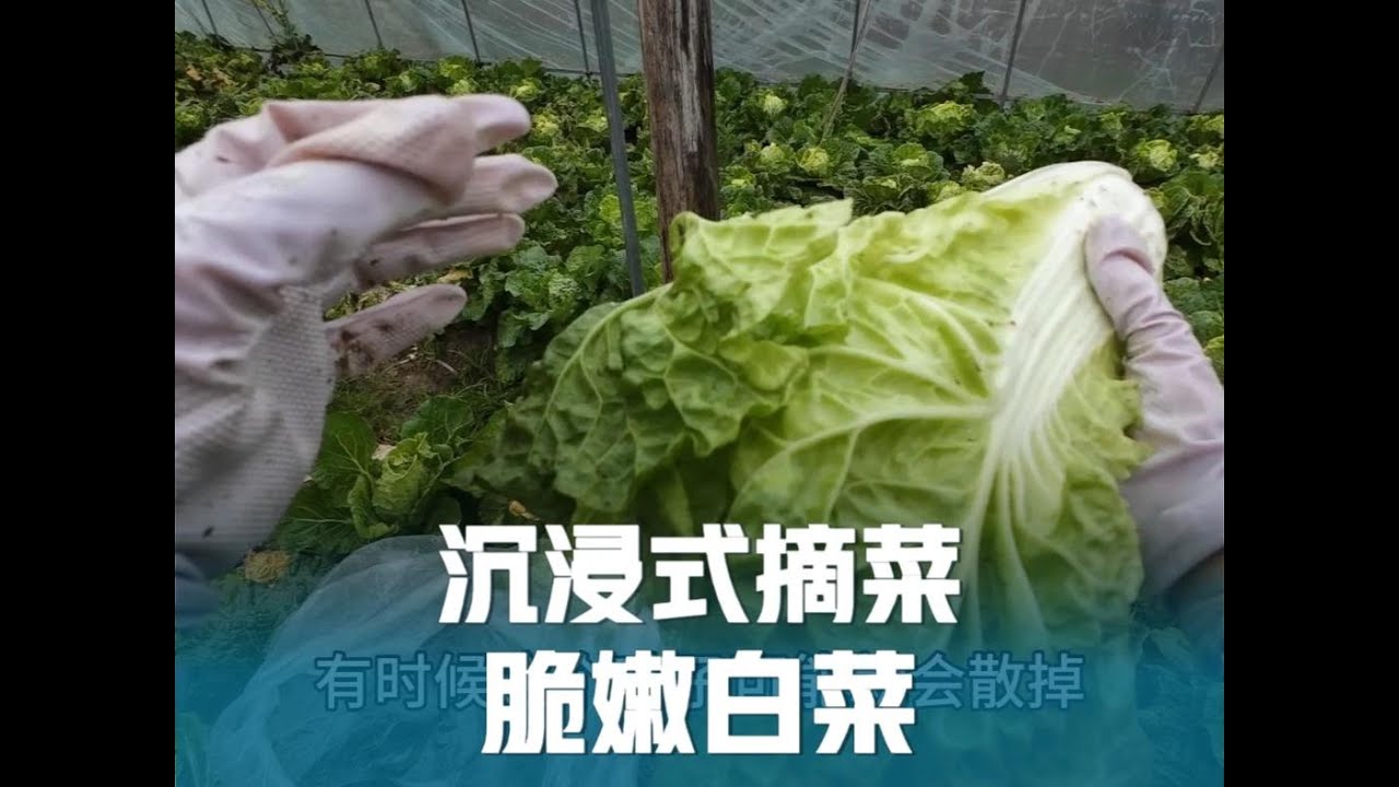 阴雨天沉浸式摘白菜，远远的像雪莲花，颜值高很脆嫩又好吃！