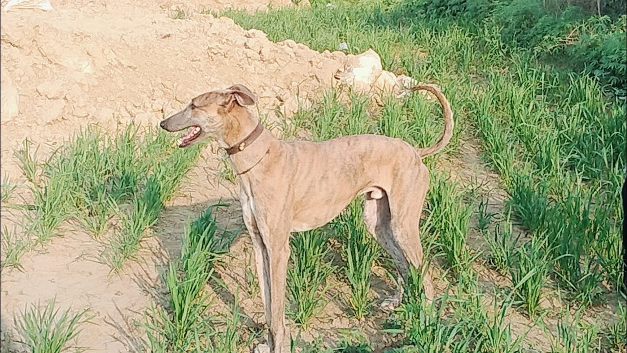 #harpreetvlogs #doglovr आज पिस्टल 🐕 पिस्टल 🐕 दोनों पानी में खेले रहे हैं 🐕🦘🐶🦘🐶🐶🦘🦘