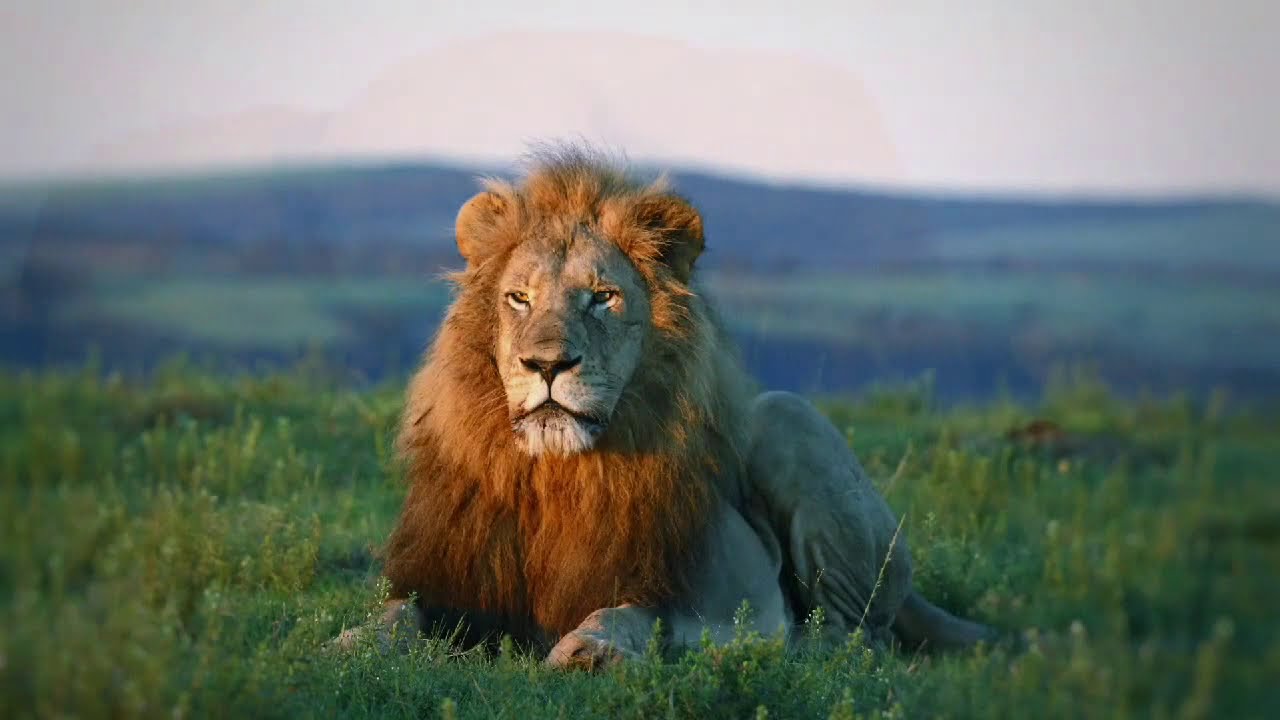 Kariega Game Reserve Safari Moments