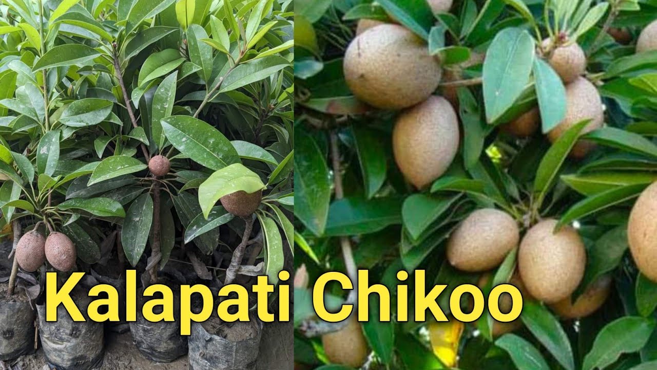 Kalapatti Chiku Plant Farming ||चीकू की खेती कैसे करें पूरी जानकारी