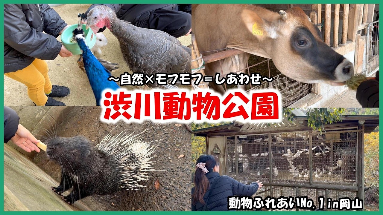 【渋川動物公園】動物ふれあいNo 1in岡山～みんな自由で、みんなかわいい！～