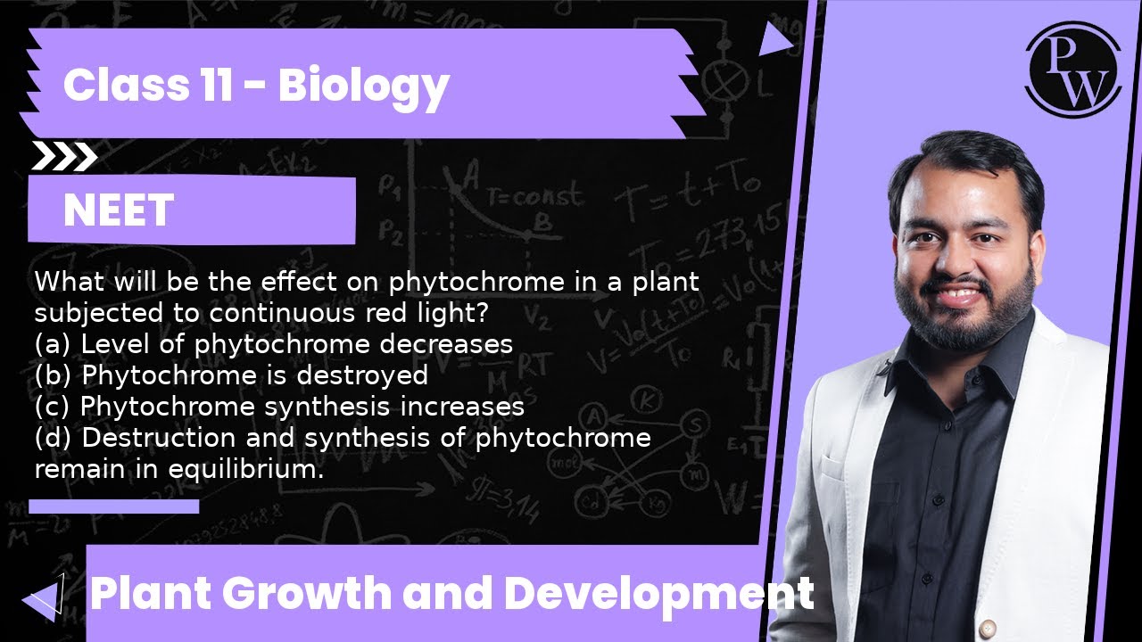 What will be the effect on phytochrome in a plant subjected to continuous red light? (a) Level of...