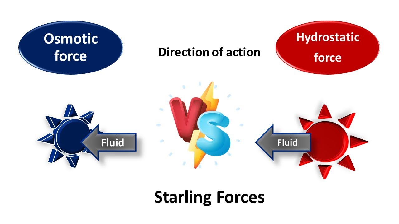 Cardiovascular Physiology- Starling forces at capillaries