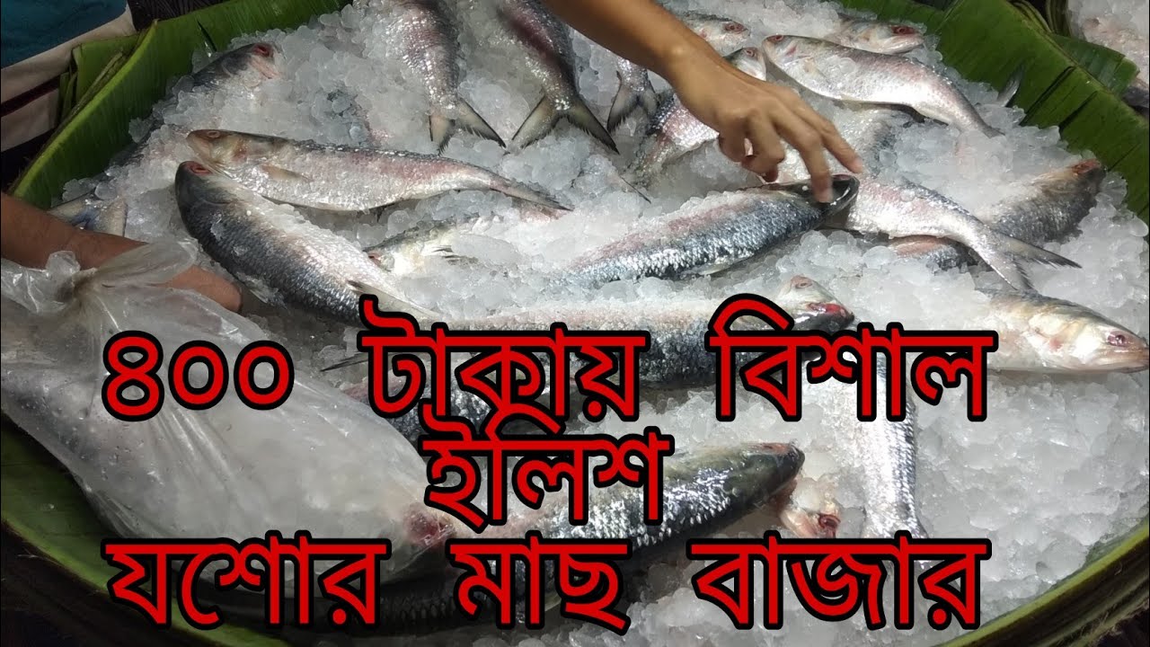 বিশাল ইলিশ মাছ একদম কম দামে||  যশোর মাছ বাজার || Jessore Fish Market|| Big Hilsha Fish||
