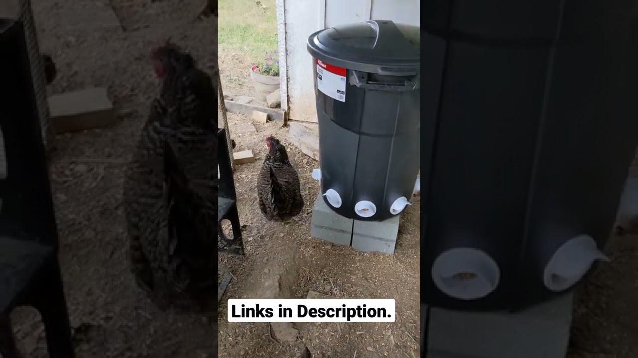New Chicken Waterer and Feeder