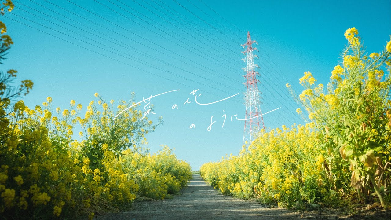 菜の花のように / relier【MV】