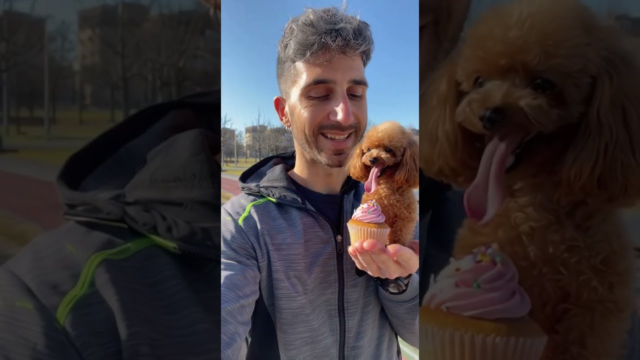 Guardate questo cucciolo di Barboncino Toy  