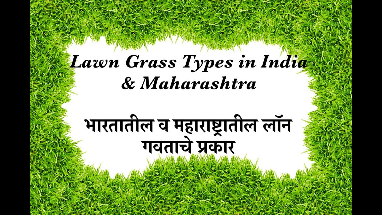 Lawn Grass Types in India & Maharashtra - भारतातील व महाराष्ट्रातील लॉन गवताचे प्रकार - 9850388634