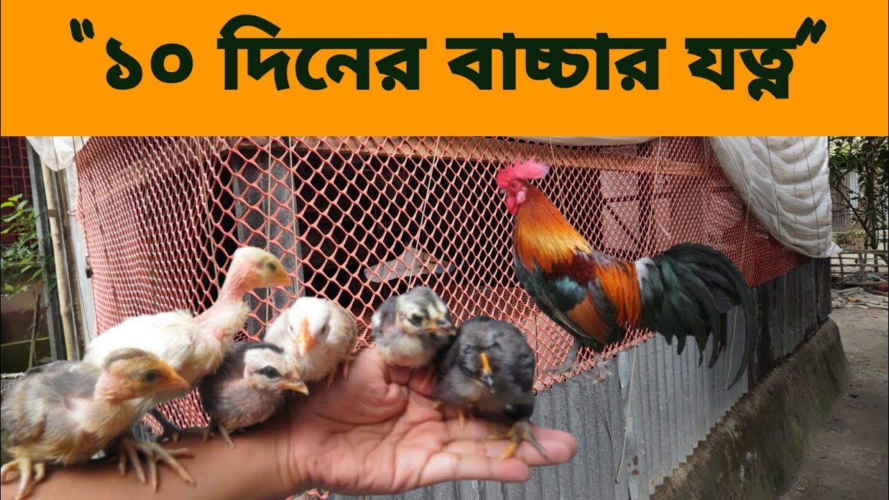 1. “১০ দিনের মুরগির বাচ্চার খাবার ও যত্ন | Deshi Murgi Brooding Tips”