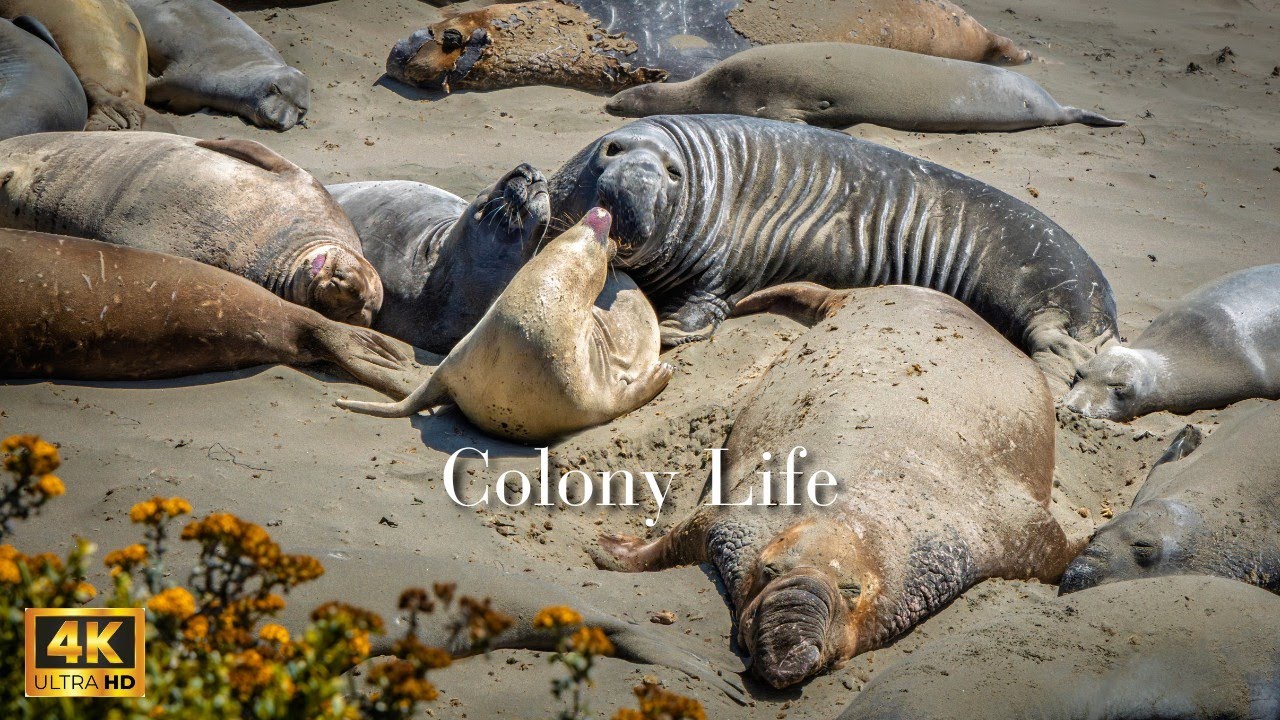 Elephant Seal Colony in California | Love, Battles, and Bonds on the Coast