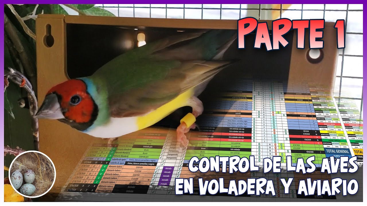 CONTROL DE LAS AVES EN VOLADERA Y AVIARIO PARTE 1🦜