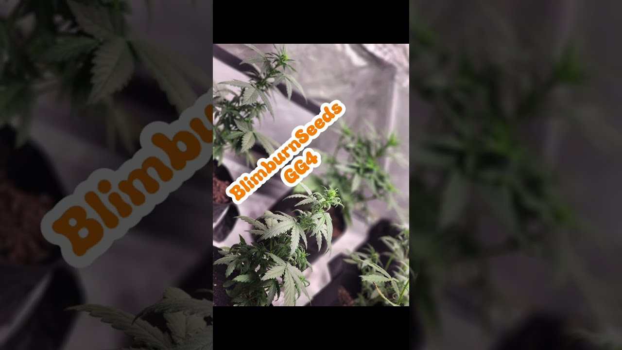 Week 5 - Autoflowers - RQS, Blimburn, Kind Seed