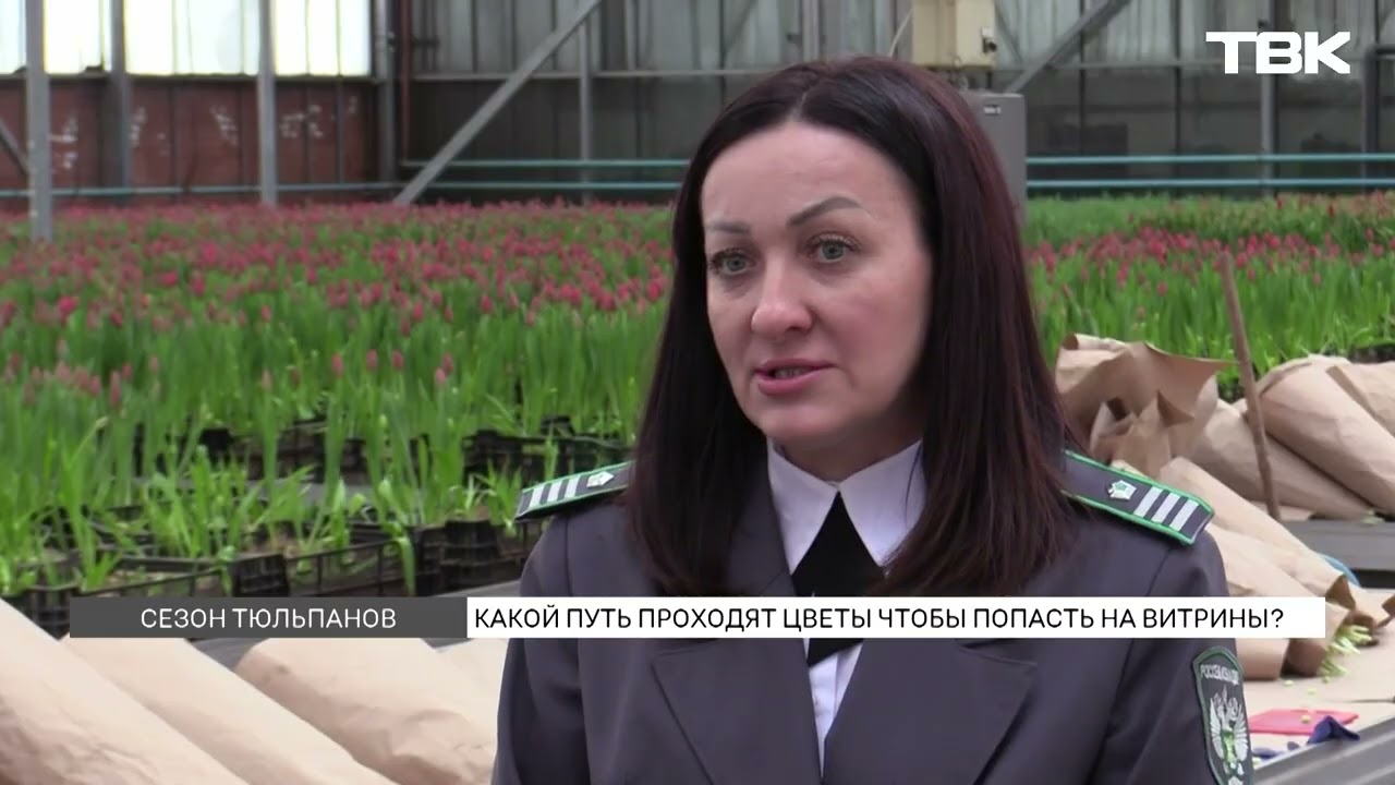 Сезон весенних цветов стартует в Красноярске