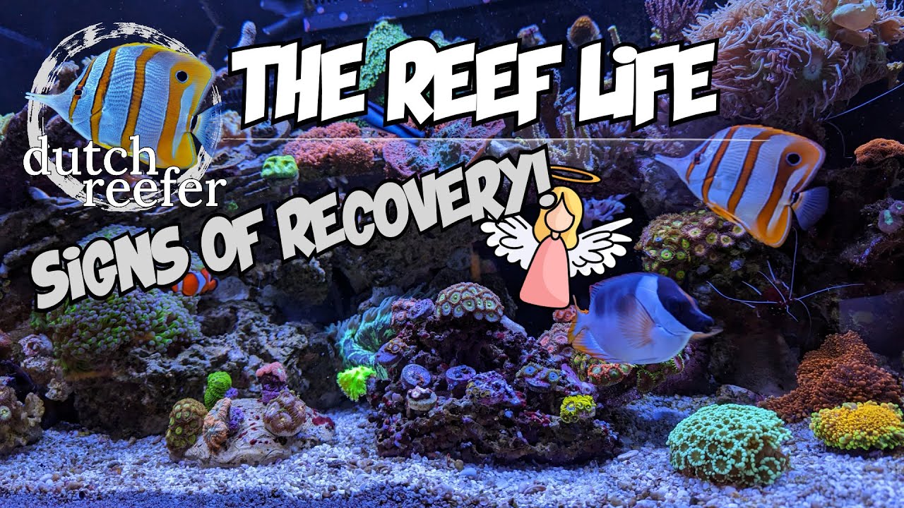 THE REEF LIFE with Signs of Recovery!