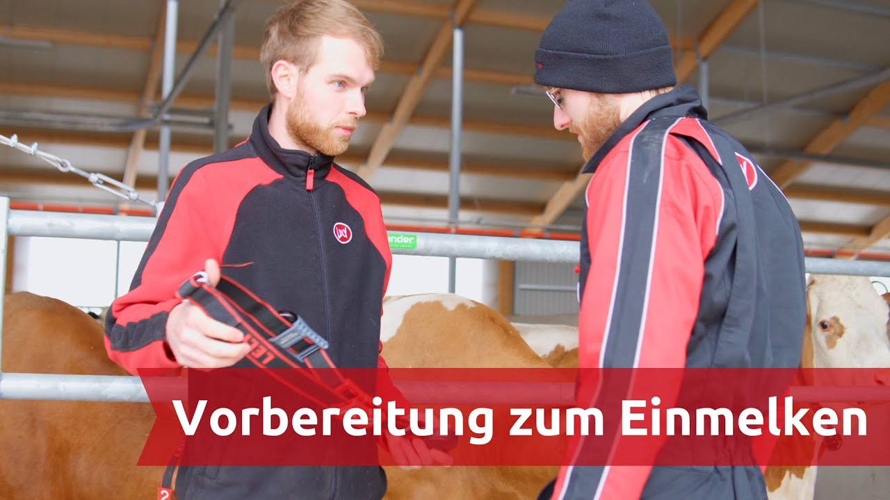 Lely Herdenmanagement Beratung - Vorbereitung des Einmelkens auf dem Betrieb Eichenseer