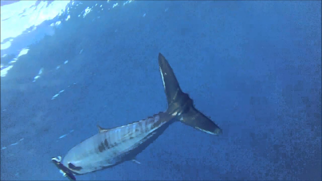 50lb wahoo on troll
