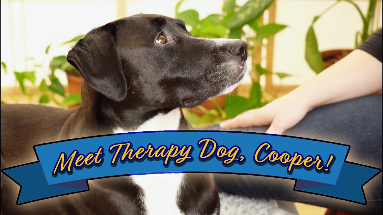 Dog & Owner Intimacy Exercise | Guided Pet Bonding Meditation | T-Touch Dog Massage Technique