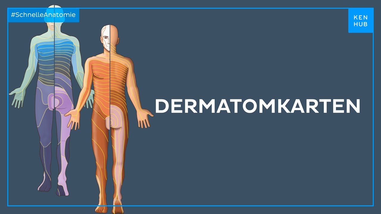 Dermatomkarten - Anatomie einfach erklärt | Kenhub