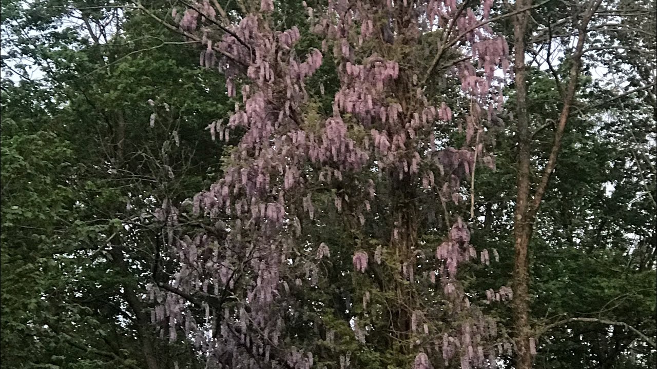 Sorting jewelry and making lots for eBay! Garden update!