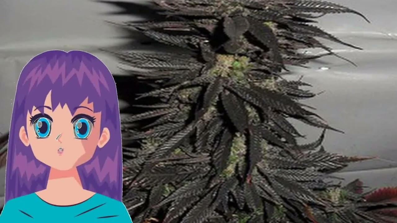 Pineapple Purple Skunk &ndash; Mtg Seeds