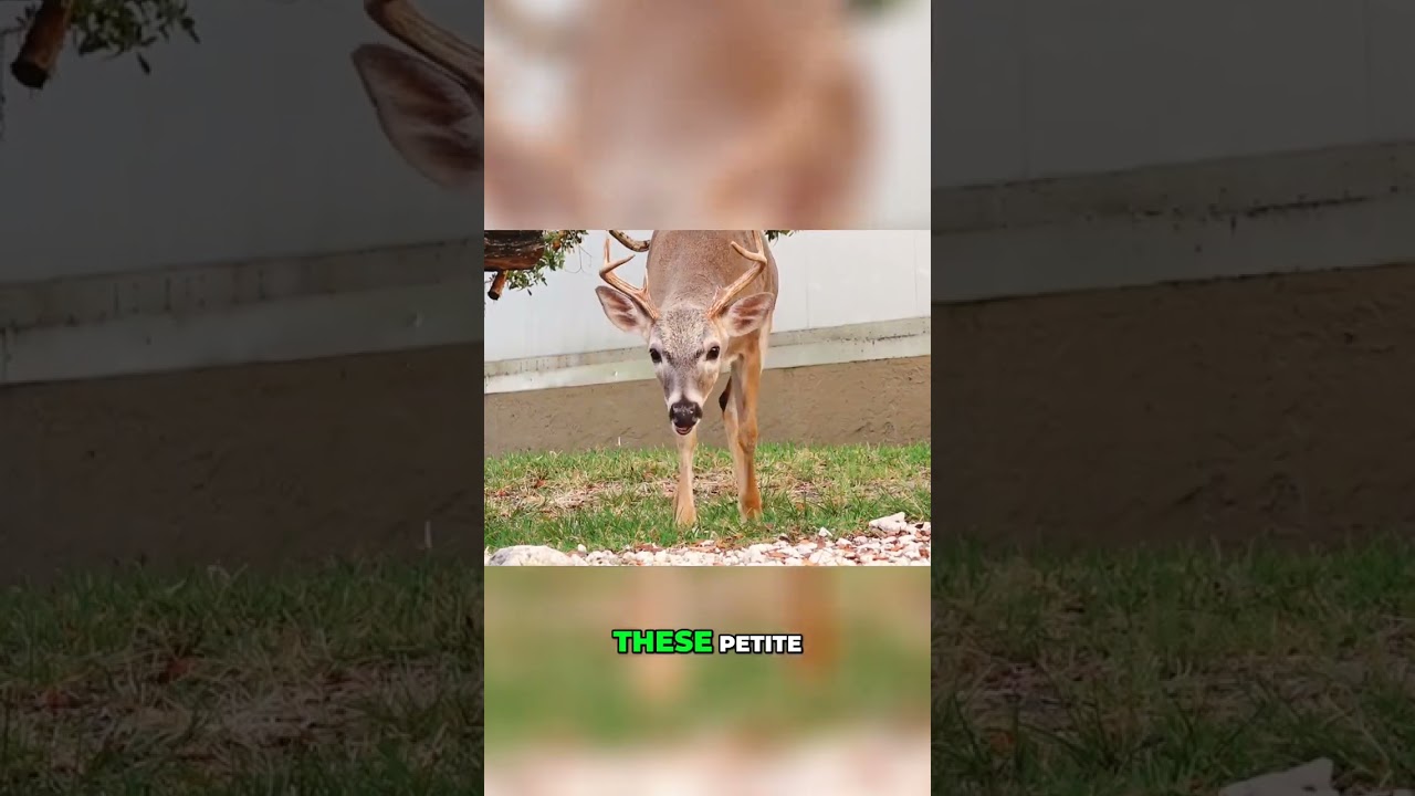 Key Deer Boulevard: A Fascinating Encounter with Florida Key Deer