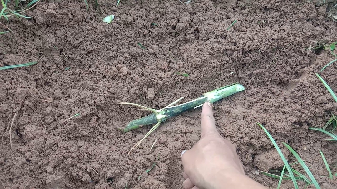 របៀបដាំស្មៅឃីងក្រាស់ / How to grow king grass/ Nepire