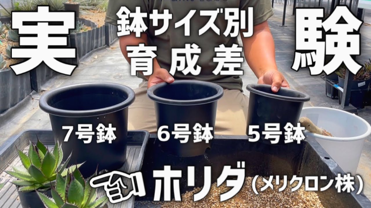 【アガベ】鉢サイズの違いが生育にどのように影響するか実験します!!