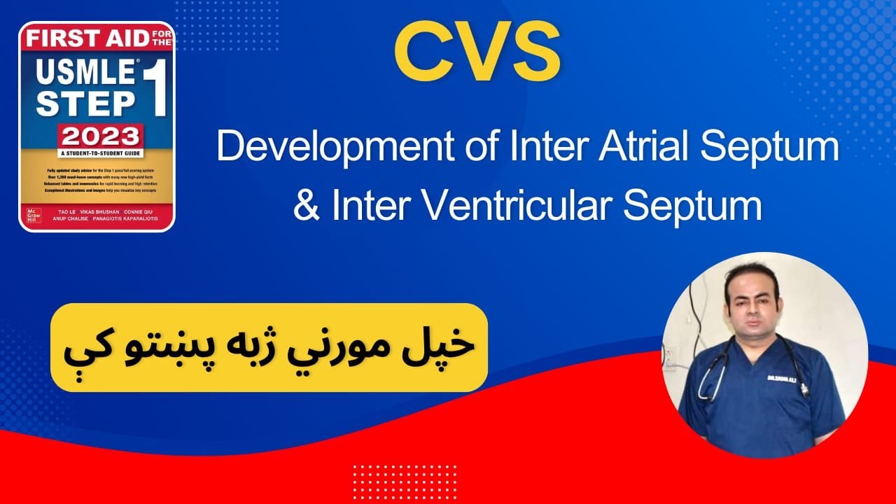 CVS - Embryo - Development Of Inter Atrial Septum & Inter Ventricular Septum