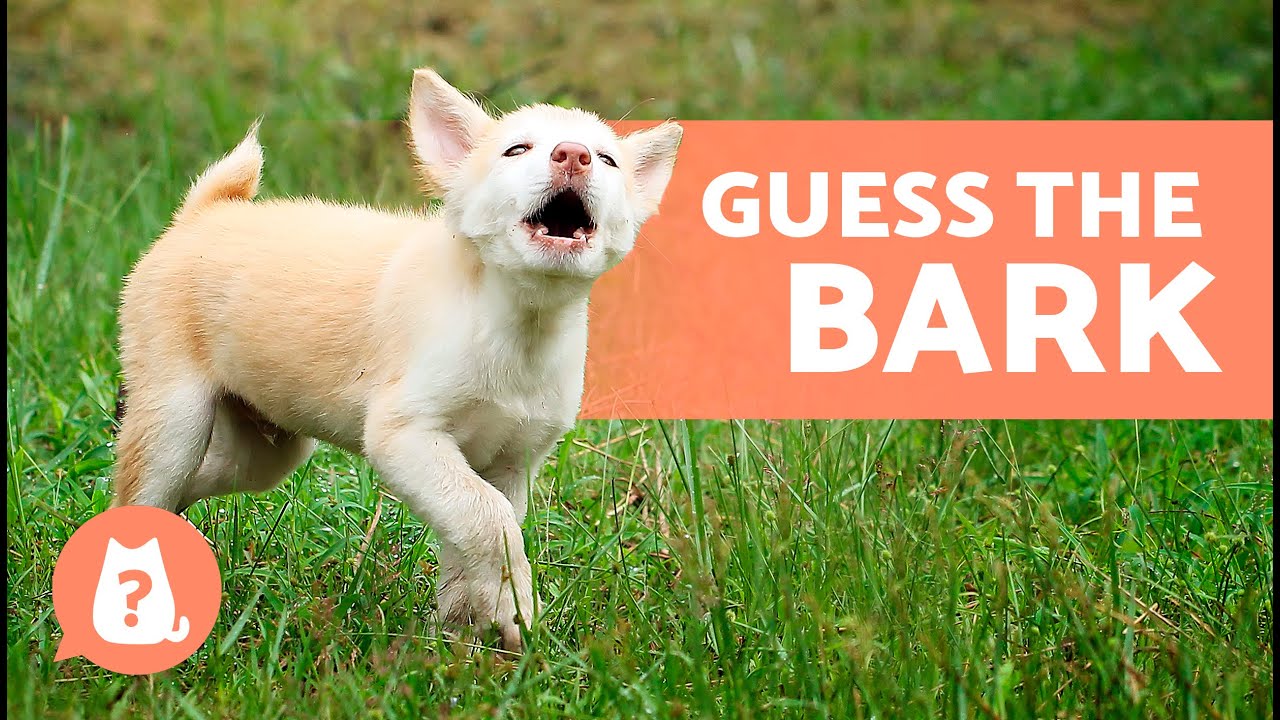 GUESS the DOG BREED by Their BARK 🐶🔊 How Many Do You Know?