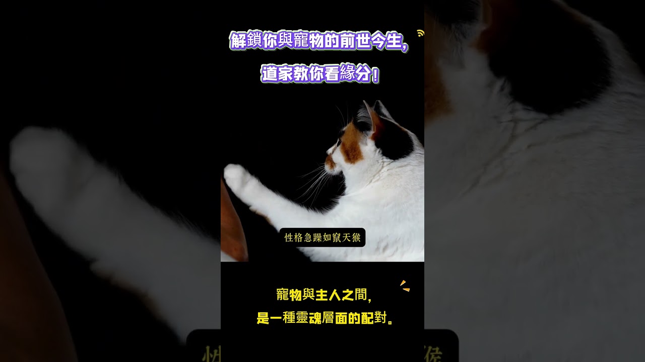 寵物與主人之間，其實是一種靈魂層面的配對。#寵物 #道家 #轉世 #報恩 #緣分