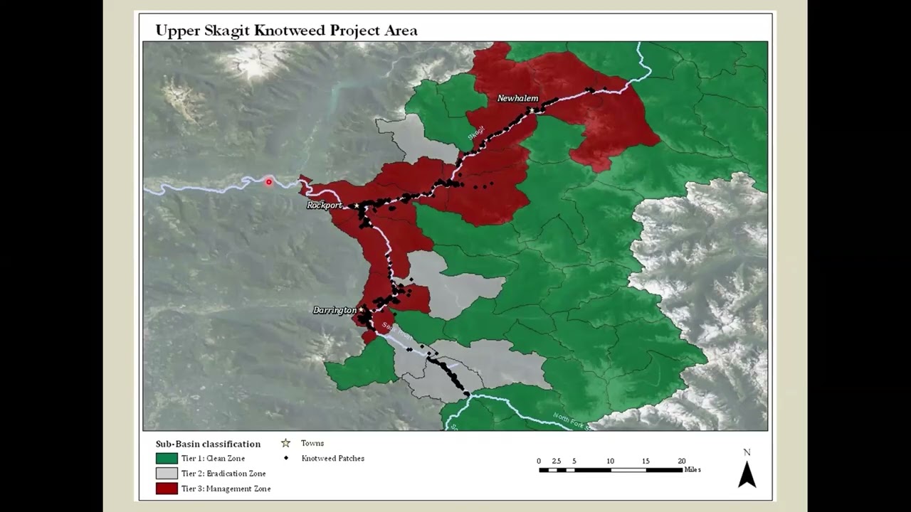 Knotweed eradication Progress in the Sauk and Skagit Watersheds