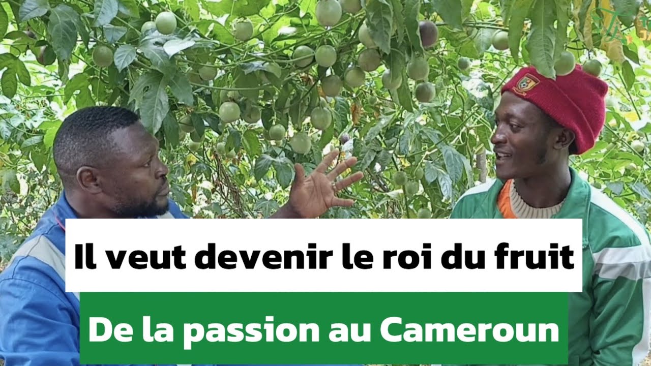 Un hectare de fruit de la passion peut te rapporter 32.000.000 fcfa par an