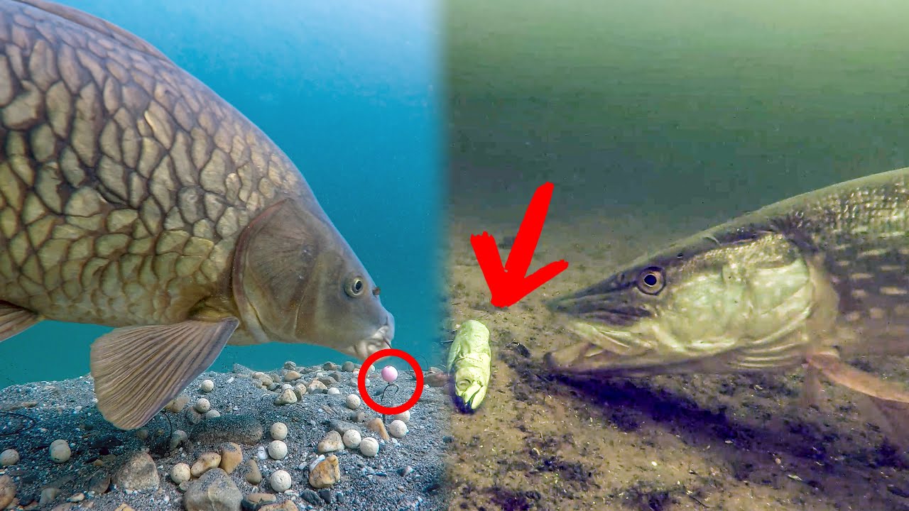 Best underwater fishing moments (2024)