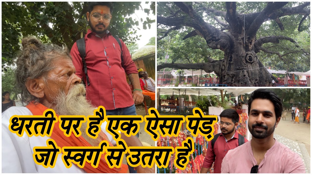 Parijat tree barabanki UP #parijat ke phool