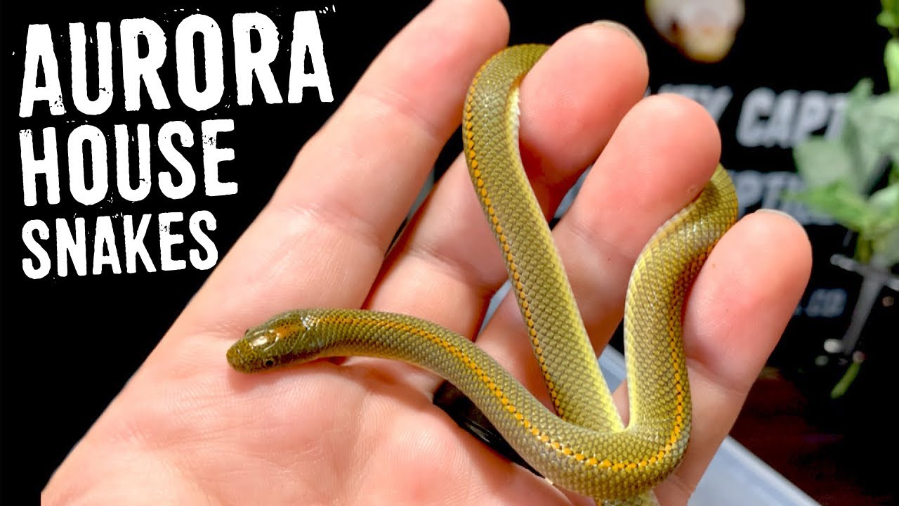 AURORA HOUSE SNAKES! Care and Babies Hatching!