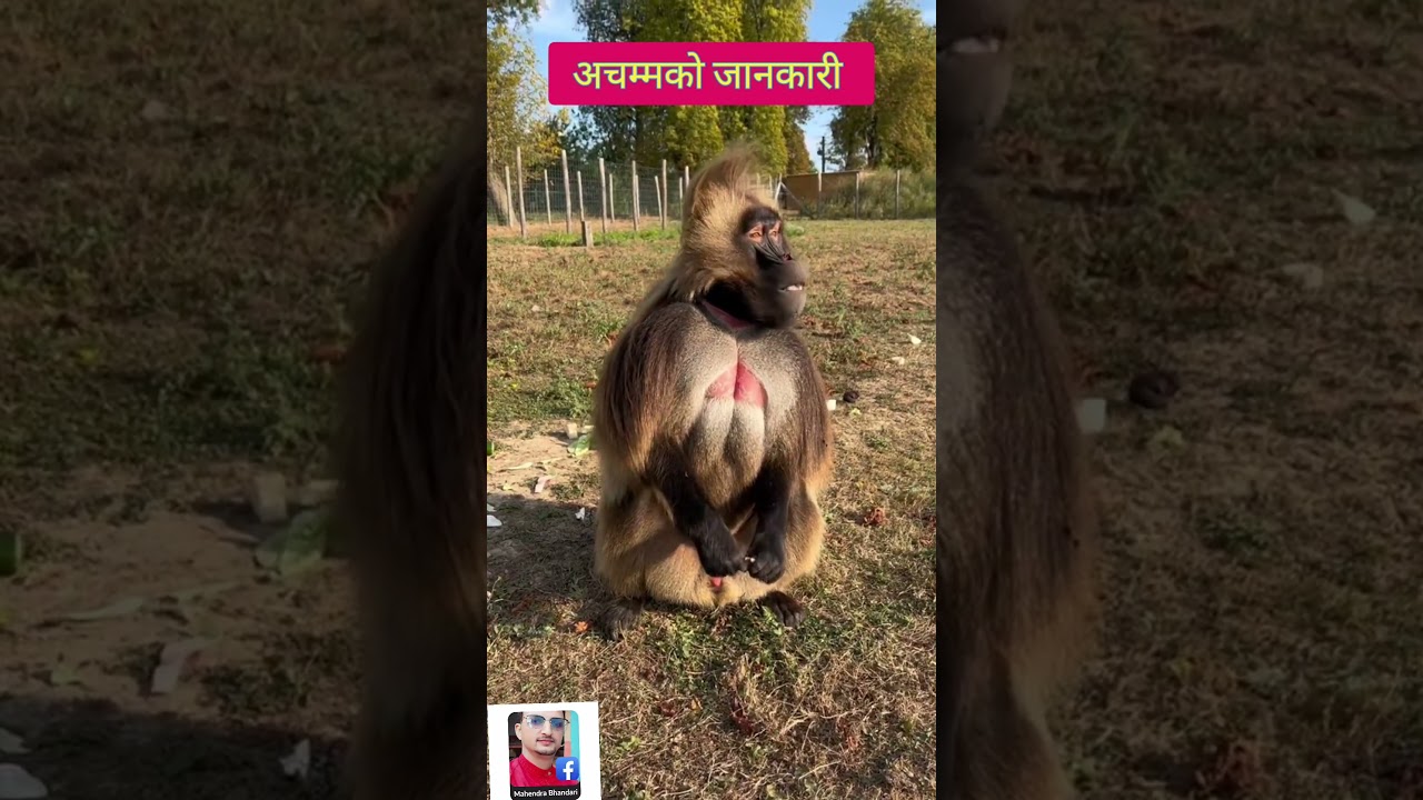 jelada..dangerous monkey