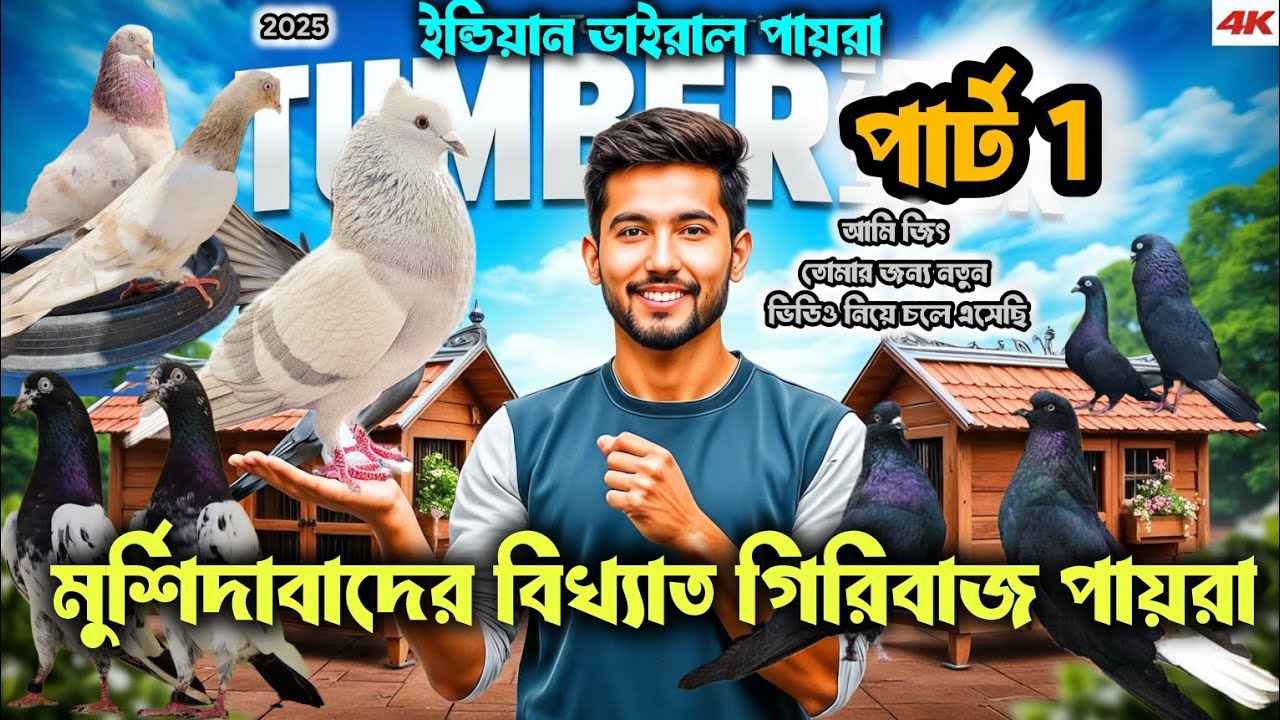 মুর্শিদাবাদের বিখ্যাত গিরিবাজ পায়রা 🥵🔥🇮🇳