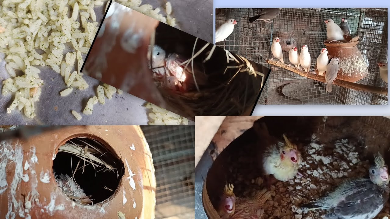 Cocktail and Javabird progress🦜🐦#bi #youtube #highlights #birdlovers #newvideo #subscribe #minivlog 