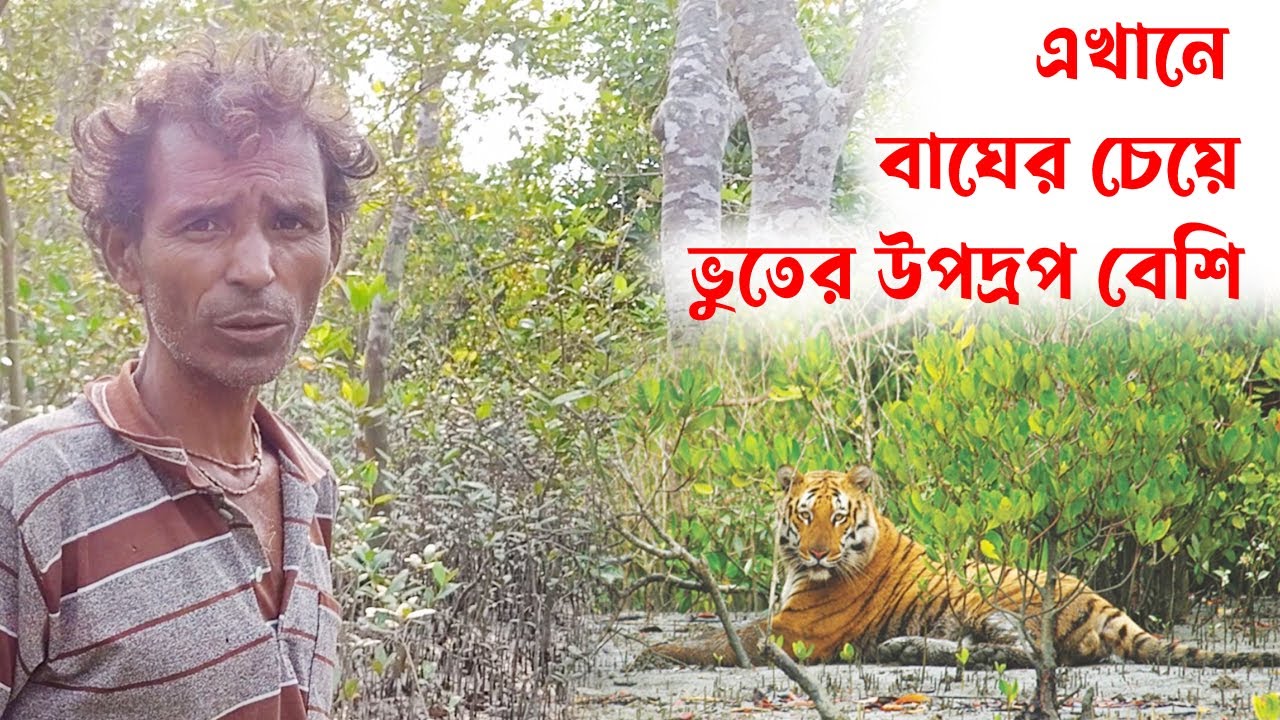 এখানে বাঘের চেয়ে ভুতের উপদ্রপ বেশি, Ghosts are more feared here than tigers