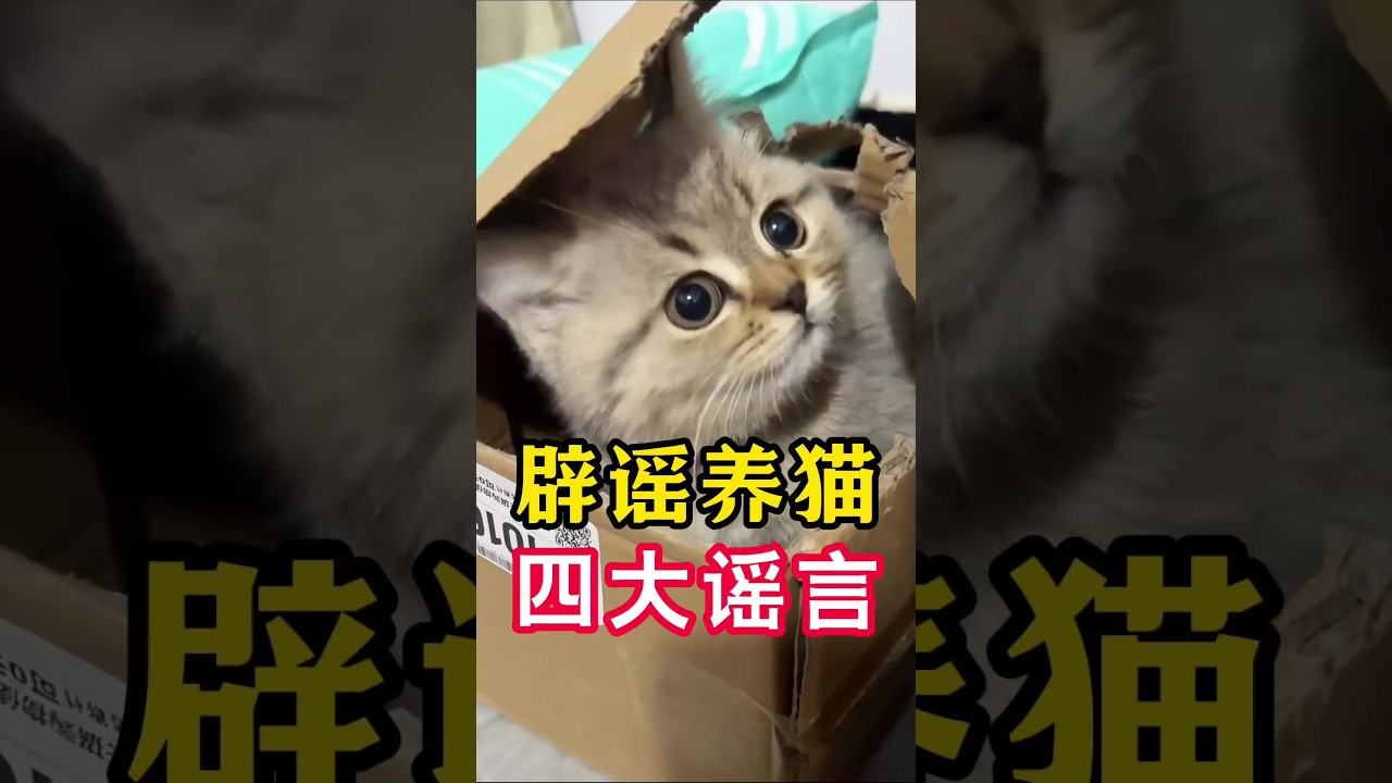 辟谣养猫四大谣言！ #新手养猫 #养宠进阶指南 #养猫经验分享 #科学养宠攻略 #养猫小知识