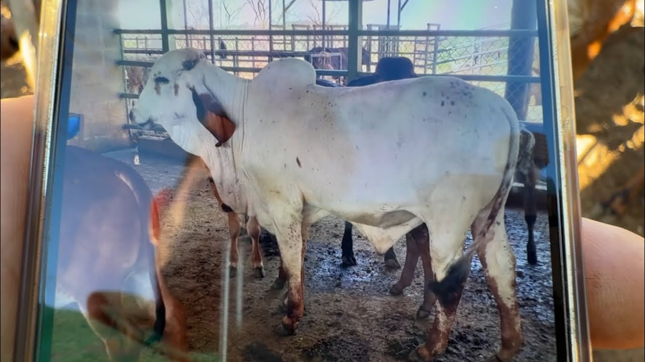 Dos novillas gyr puros y un torete de venta 