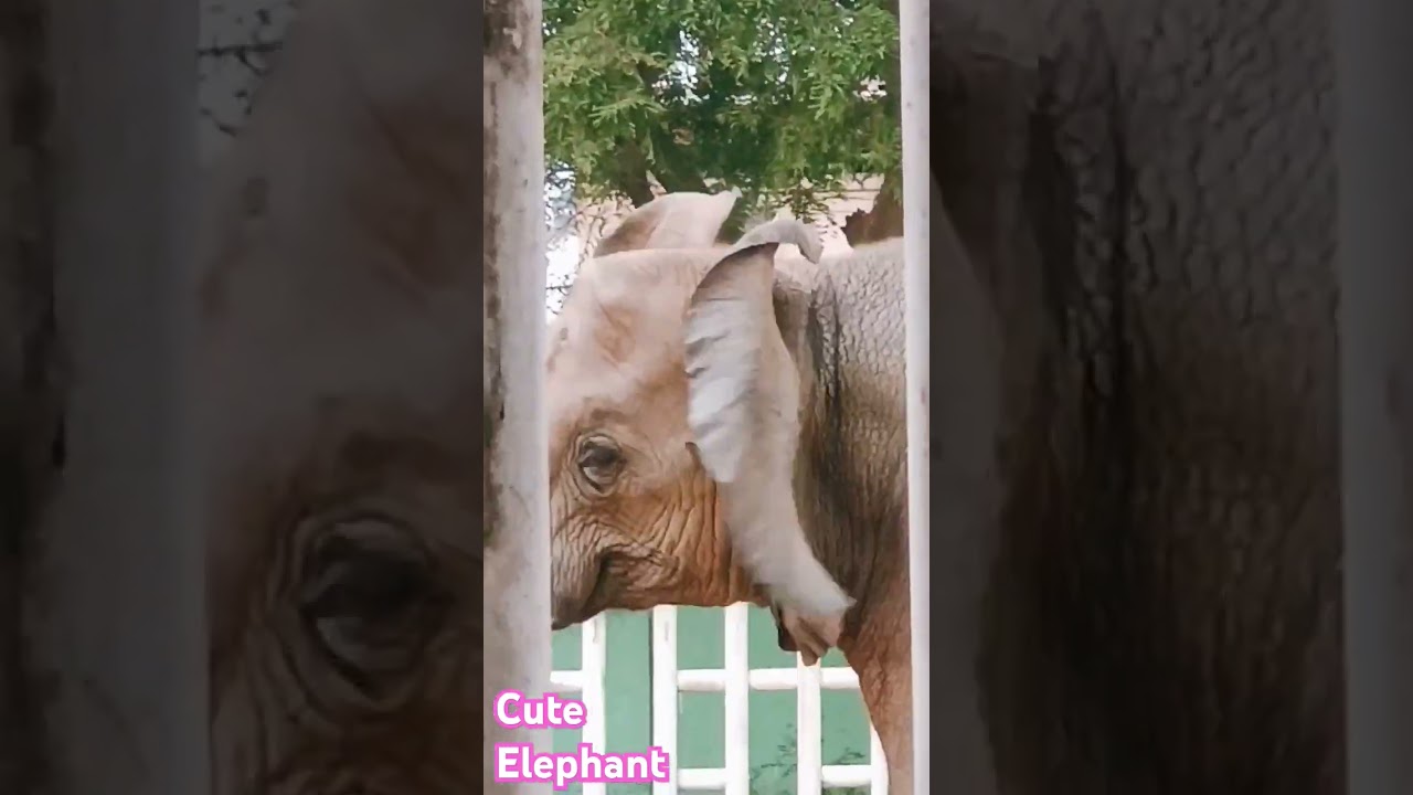 Elephant running