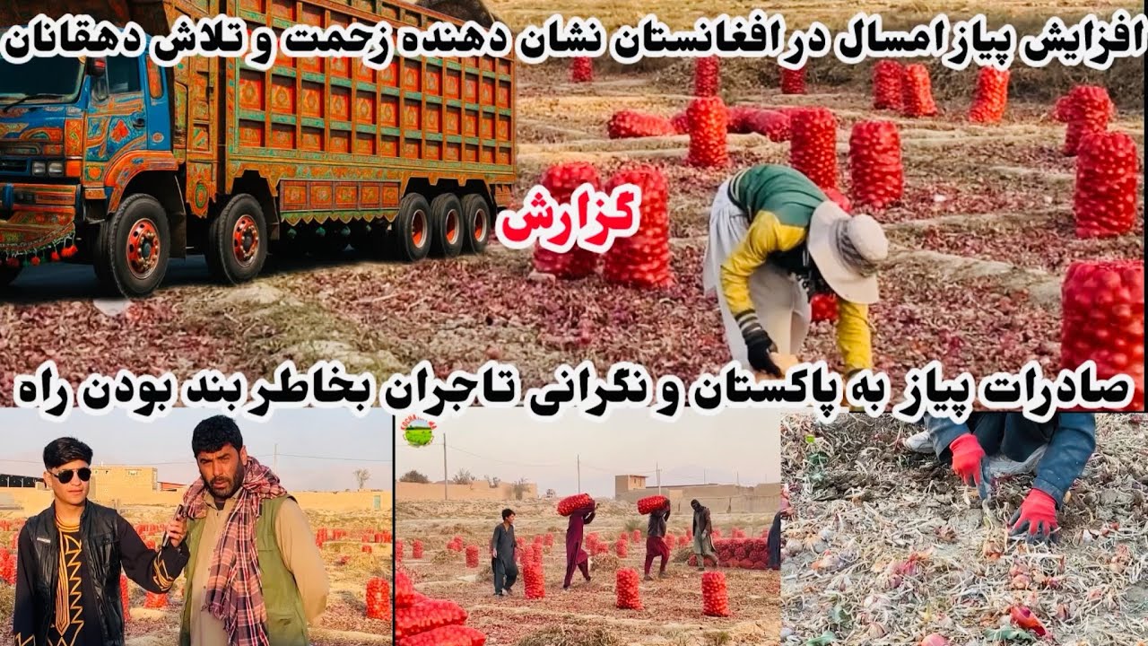 افزایش پیاز امسال در افغانستان و صادرات آن به پاکستان اما متاسفانه که راه بند است و تاجران نگرانند
