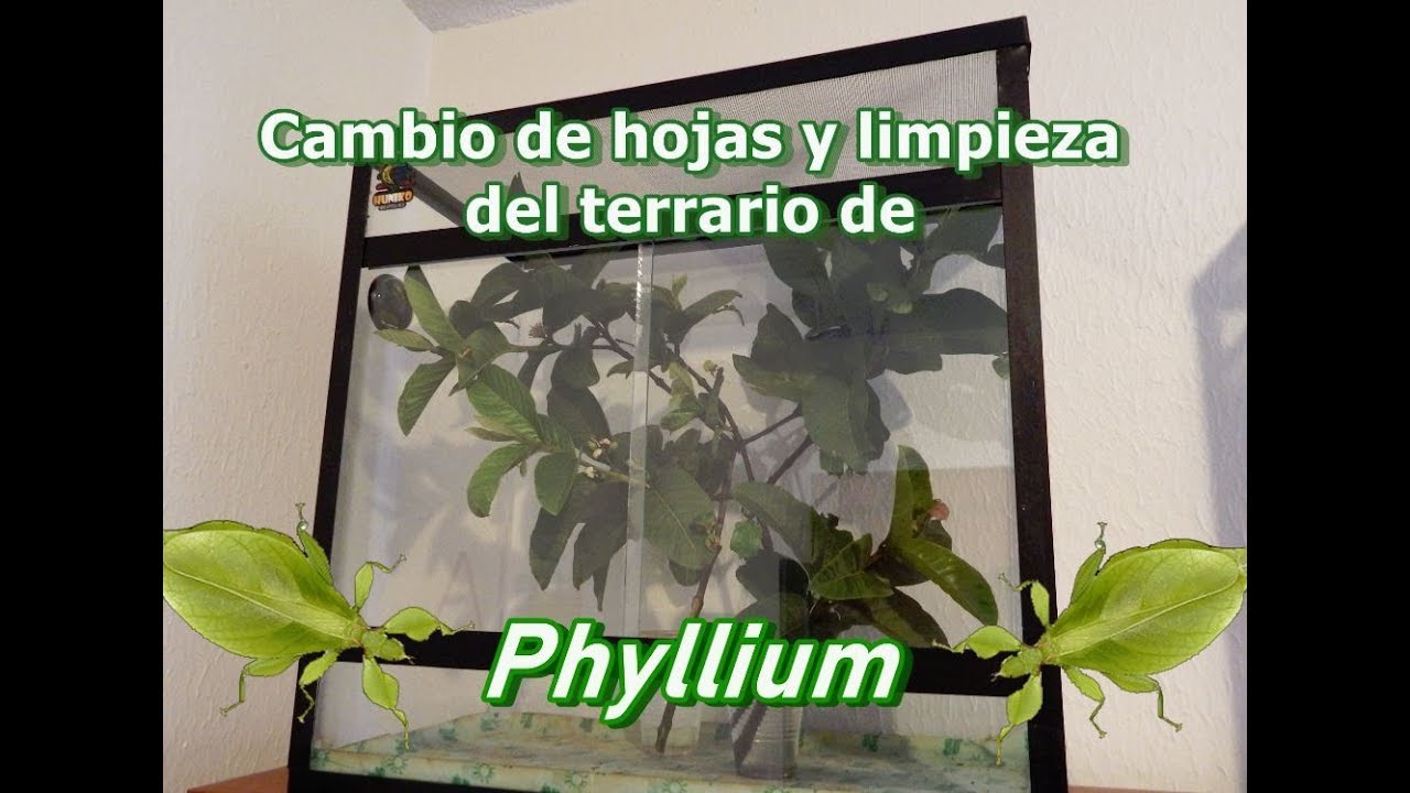Cambio de hojas y limpieza del terrario de Phyllium (insectos hoja) - Phasma Mx