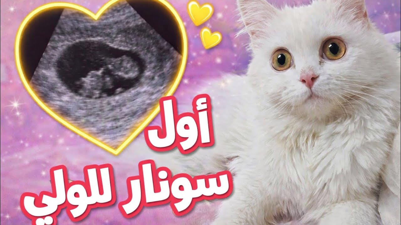 السونار الأول للولي يا تري طلعت حامل وله لا .........