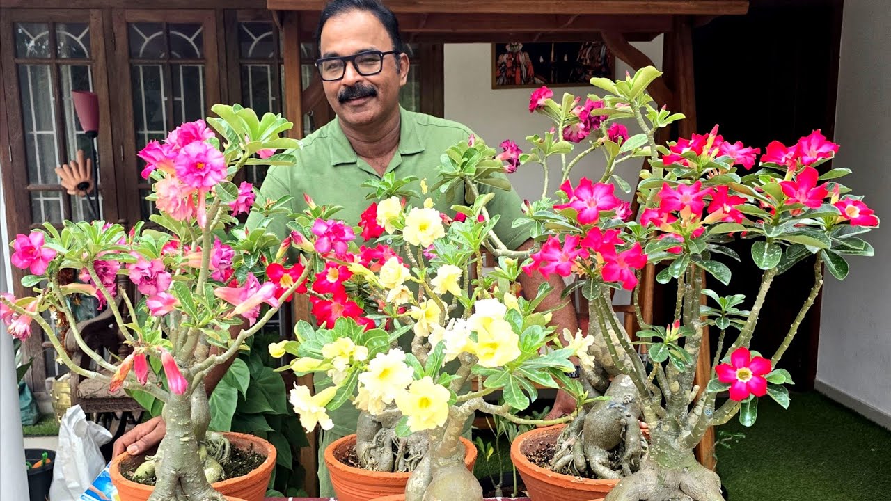 അഡീനിയം പ്രൂൺ ചെയ്യുമ്പോൾ നിങ്ങൾക്കുണ്ടാകാവുന്ന സംശയങ്ങളും അതിനുള്ള മറുപടികളും // Adenium pruning